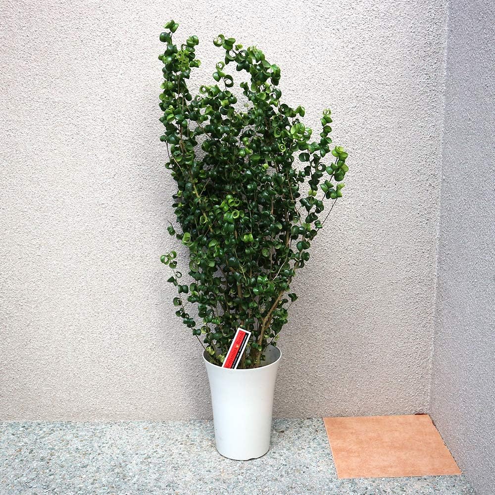 販売ラスト‼️ 琉球*海花のたね カラフル ミリオグラタス ミリオグラタス